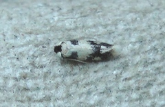 Ectoedemia decentella