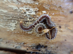 Geophilus carpophagus