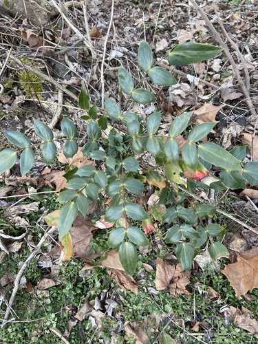 Mahonia japonica, photographed by an iNaturalist contributor