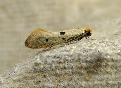 Tinea trinotella