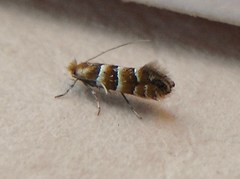 Phyllonorycter nicellii