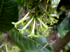 Cestrum strigilatum