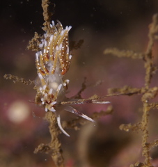 Rubramoena rubescens