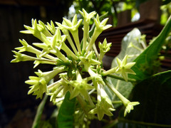 Cestrum strigilatum