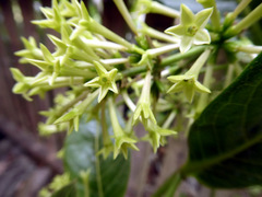 Cestrum strigilatum