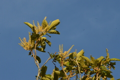 Clethra scabra