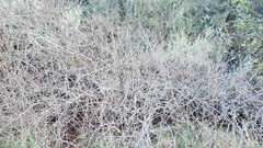 Toxicodendron diversilobum