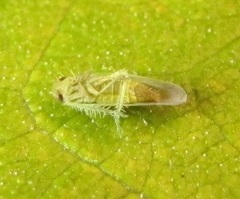 Balclutha abdominalis