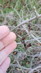 Toxicodendron diversilobum