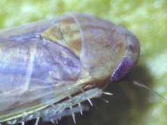 Balclutha abdominalis