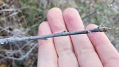 Toxicodendron diversilobum