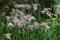 Bletilla