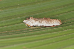 Lirimiris lignitecta