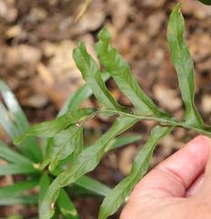Polypodium ensiforme