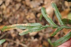 Polypodium ensiforme