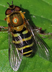 Syrphus torvus