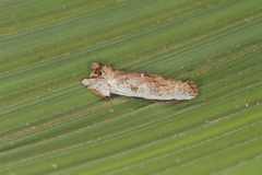 Lirimiris lignitecta