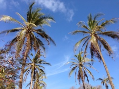 Ploceus subaureus aureoflavus