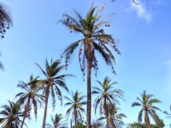 Ploceus subaureus aureoflavus