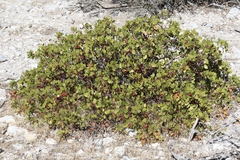Arctostaphylos parryana
