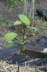Salix magnifica
