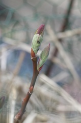 Salix magnifica