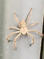 Isopeda canberrana