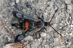 Synanthedon culiciformis
