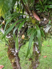 Maxillaria egertoniana