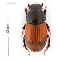 Acrossus rubripennis