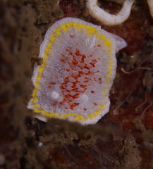 Diaphorodoris luteocincta