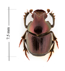 Onthophagus orpheus