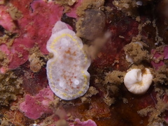 Diaphorodoris luteocincta