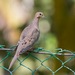Caribbean Mourning Dove - Photo (c) Andrey Vlasenko, some rights reserved (CC BY-NC), uploaded by Andrey Vlasenko