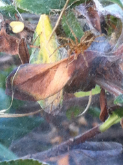 Araneae