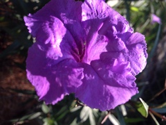 Ruellia simplex