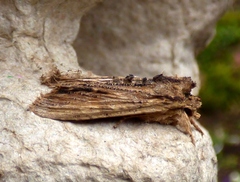 Lithophane semibrunnea