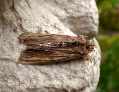 Lithophane semibrunnea
