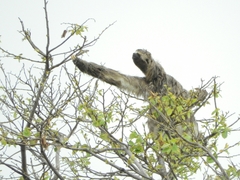 Bradypus variegatus tapajoensis