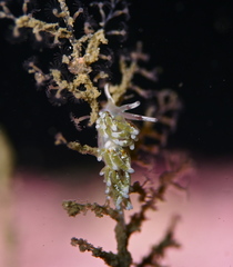 Rubramoena rubescens