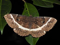 Erebus terminitincta