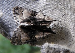 Acronicta alni