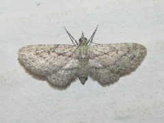Eupithecia longidens