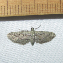 Eupithecia longidens