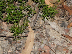 Diplodactylus vittatus