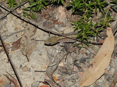 Diplodactylus vittatus