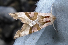 Phlogophora meticulosa