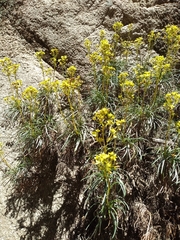 Calceolaria pinifolia