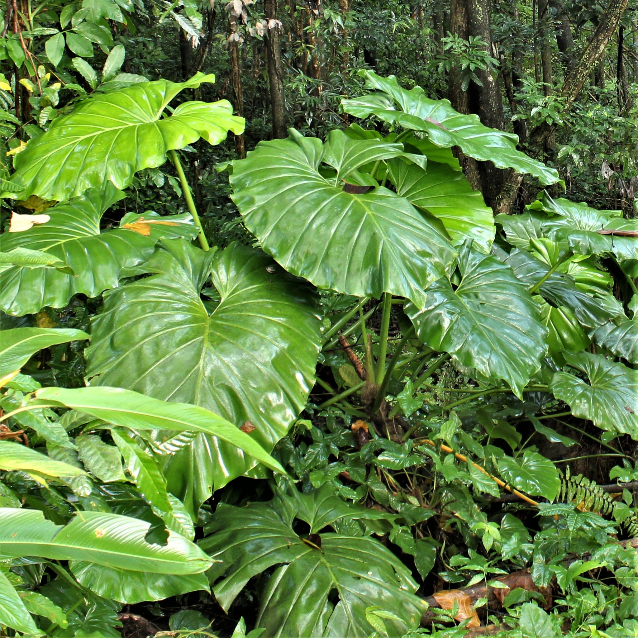 Philodendron giganteum