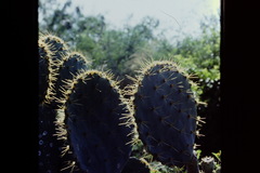 Opuntia gomei